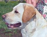 CH Delby's Sally Forth, Sally