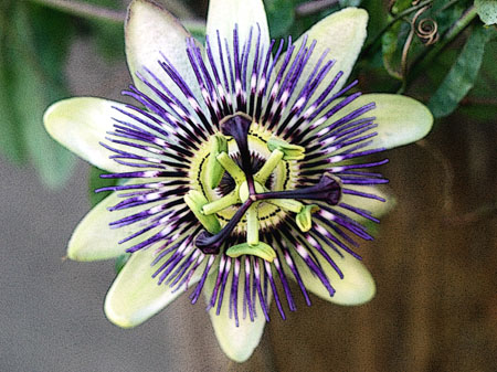 Passion Flower