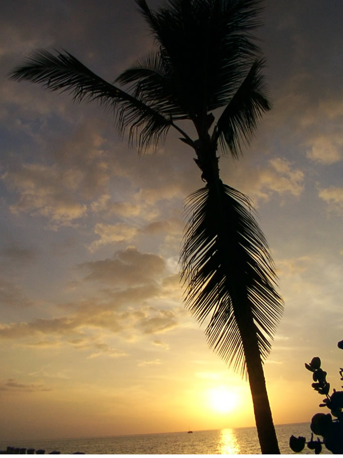 palm and sunset