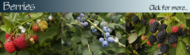 Berry_Banner