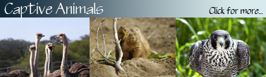 Captive_Banner