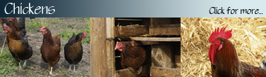 Chicken_Banner