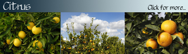 Citrus_Banner