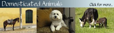 Domesticated_Banner