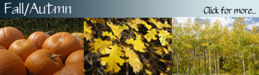 Fall_Banner