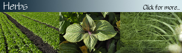 Herbs_Banner