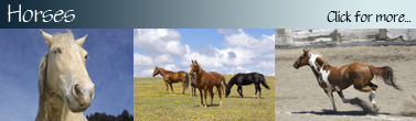 Horse_Banner