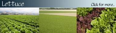 Lettuce_Banner