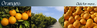Oranges_Banner