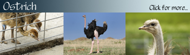 Ostrich_Banner