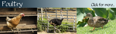 Poultry_Banner