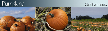 Pumpkin_Banner