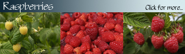 Raspberry_Banner