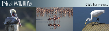 WildBirds_Banner