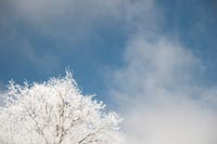 snow and trees