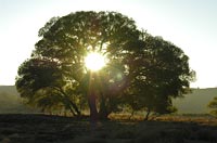tree and sunlight