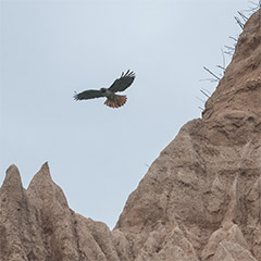 beach-hawk