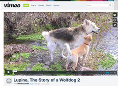 lupin-story-of-a-wolfdog