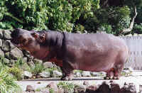 hippo2.jpg (118092 bytes)