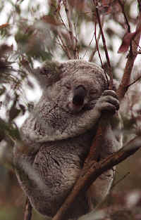 koala.jpg (72122 bytes)