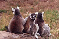 lemurs.jpg (92111 bytes)