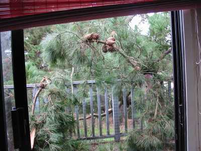 Tree on porch