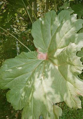 A leaf in the school play